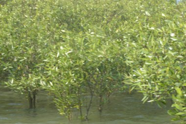 Bangladeş 'teki Cox' s Bazar 'ın gelgit nehrindeki dağınık mangrov ağaçlarının panoramik manzarası. Mavi gökyüzünün altında geniş bir kıyı sulak arazi ekosistemi manzarası.