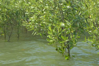 Bangladeş 'teki Cox' s Bazar 'ın gelgit nehrindeki dağınık mangrov ağaçlarının panoramik manzarası. Mavi gökyüzünün altında geniş bir kıyı sulak arazi ekosistemi manzarası.