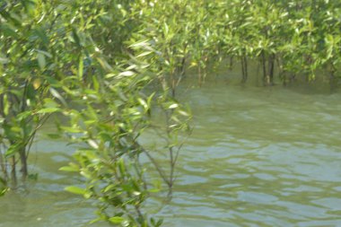 Bangladeş 'teki Cox' s Bazar 'ın gelgit nehrindeki dağınık mangrov ağaçlarının panoramik manzarası. Mavi gökyüzünün altında geniş bir kıyı sulak arazi ekosistemi manzarası.