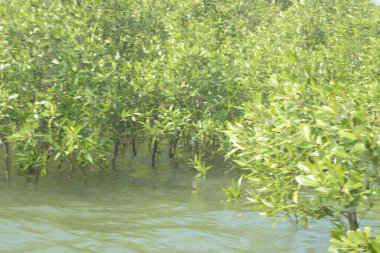 Bangladeş 'teki Cox' s Bazar 'ın gelgit nehrindeki dağınık mangrov ağaçlarının panoramik manzarası. Mavi gökyüzünün altında geniş bir kıyı sulak arazi ekosistemi manzarası.