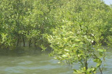Bangladeş 'teki Cox' s Bazar 'ın gelgit nehrindeki dağınık mangrov ağaçlarının panoramik manzarası. Mavi gökyüzünün altında geniş bir kıyı sulak arazi ekosistemi manzarası.