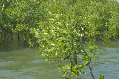 Bangladeş 'teki Cox' s Bazar 'ın gelgit nehrindeki dağınık mangrov ağaçlarının panoramik manzarası. Mavi gökyüzünün altında geniş bir kıyı sulak arazi ekosistemi manzarası.