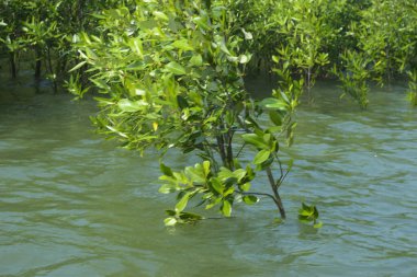 Bangladeş 'teki Cox' s Bazar 'ın gelgit nehrindeki dağınık mangrov ağaçlarının panoramik manzarası. Mavi gökyüzünün altında geniş bir kıyı sulak arazi ekosistemi manzarası.