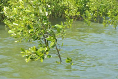 Bangladeş 'teki Cox' s Bazar 'ın gelgit nehrindeki dağınık mangrov ağaçlarının panoramik manzarası. Mavi gökyüzünün altında geniş bir kıyı sulak arazi ekosistemi manzarası.