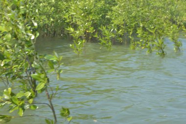 Bangladeş 'teki Cox' s Bazar 'ın gelgit nehrindeki dağınık mangrov ağaçlarının panoramik manzarası. Mavi gökyüzünün altında geniş bir kıyı sulak arazi ekosistemi manzarası.