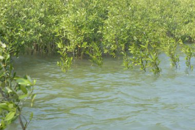 Bangladeş 'teki Cox' s Bazar 'ın gelgit nehrindeki dağınık mangrov ağaçlarının panoramik manzarası. Mavi gökyüzünün altında geniş bir kıyı sulak arazi ekosistemi manzarası.