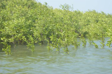 Bangladeş 'teki Cox' s Bazar 'ın gelgit nehrindeki dağınık mangrov ağaçlarının panoramik manzarası. Mavi gökyüzünün altında geniş bir kıyı sulak arazi ekosistemi manzarası.