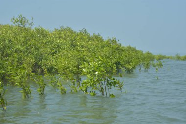 Bangladeş 'teki Cox' s Bazar 'ın gelgit nehrindeki dağınık mangrov ağaçlarının panoramik manzarası. Mavi gökyüzünün altında geniş bir kıyı sulak arazi ekosistemi manzarası.