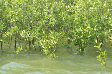 Bangladeş 'teki Cox' s Bazar 'ın gelgit nehrindeki dağınık mangrov ağaçlarının panoramik manzarası. Mavi gökyüzünün altında geniş bir kıyı sulak arazi ekosistemi manzarası.