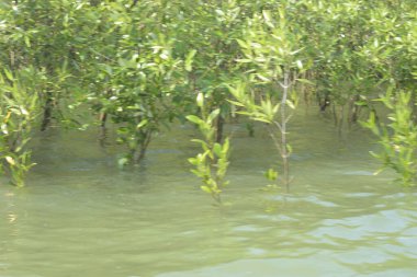Bangladeş 'teki Cox' s Bazar 'ın gelgit nehrindeki dağınık mangrov ağaçlarının panoramik manzarası. Mavi gökyüzünün altında geniş bir kıyı sulak arazi ekosistemi manzarası.
