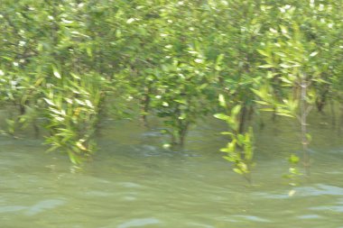 Bangladeş 'teki Cox' s Bazar 'ın gelgit nehrindeki dağınık mangrov ağaçlarının panoramik manzarası. Mavi gökyüzünün altında geniş bir kıyı sulak arazi ekosistemi manzarası.