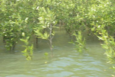 Bangladeş 'teki Cox' s Bazar 'ın gelgit nehrindeki dağınık mangrov ağaçlarının panoramik manzarası. Mavi gökyüzünün altında geniş bir kıyı sulak arazi ekosistemi manzarası.
