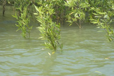 Bangladeş 'teki Cox' s Bazar 'ın gelgit nehrindeki dağınık mangrov ağaçlarının panoramik manzarası. Mavi gökyüzünün altında geniş bir kıyı sulak arazi ekosistemi manzarası.