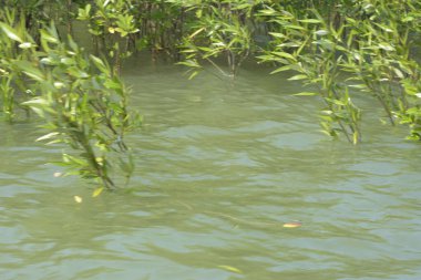 Bangladeş 'teki Cox' s Bazar 'ın gelgit nehrindeki dağınık mangrov ağaçlarının panoramik manzarası. Mavi gökyüzünün altında geniş bir kıyı sulak arazi ekosistemi manzarası.