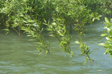 Bangladeş 'teki Cox' s Bazar 'ın gelgit nehrindeki dağınık mangrov ağaçlarının panoramik manzarası. Mavi gökyüzünün altında geniş bir kıyı sulak arazi ekosistemi manzarası.