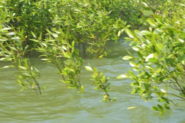 Bangladeş 'teki Cox' s Bazar 'ın gelgit nehrindeki dağınık mangrov ağaçlarının panoramik manzarası. Mavi gökyüzünün altında geniş bir kıyı sulak arazi ekosistemi manzarası.