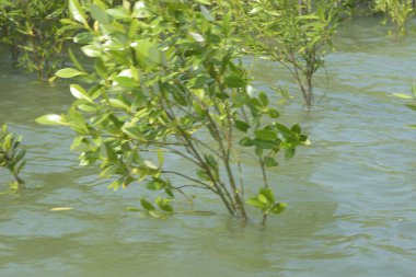 Bangladeş 'teki Cox' s Bazar 'ın gelgit nehrindeki dağınık mangrov ağaçlarının panoramik manzarası. Mavi gökyüzünün altında geniş bir kıyı sulak arazi ekosistemi manzarası.