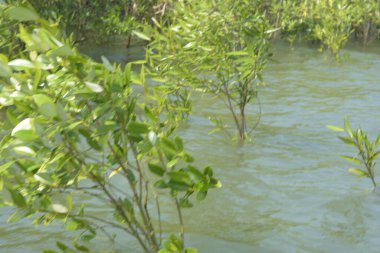 Bangladeş 'teki Cox' s Bazar 'ın gelgit nehrindeki dağınık mangrov ağaçlarının panoramik manzarası. Mavi gökyüzünün altında geniş bir kıyı sulak arazi ekosistemi manzarası.