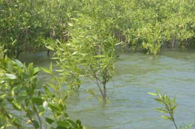 Bangladeş 'teki Cox' s Bazar 'ın gelgit nehrindeki dağınık mangrov ağaçlarının panoramik manzarası. Mavi gökyüzünün altında geniş bir kıyı sulak arazi ekosistemi manzarası.