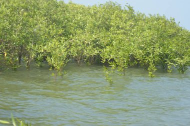 Bangladeş 'teki Cox' s Bazar 'ın gelgit nehrindeki dağınık mangrov ağaçlarının panoramik manzarası. Mavi gökyüzünün altında geniş bir kıyı sulak arazi ekosistemi manzarası.