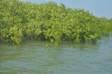 Bangladeş 'teki Cox' s Bazar 'ın gelgit nehrindeki dağınık mangrov ağaçlarının panoramik manzarası. Mavi gökyüzünün altında geniş bir kıyı sulak arazi ekosistemi manzarası.