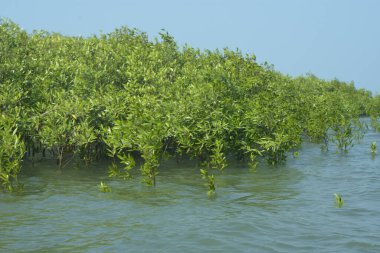 Bangladeş 'teki Cox' s Bazar 'ın gelgit nehrindeki dağınık mangrov ağaçlarının panoramik manzarası. Mavi gökyüzünün altında geniş bir kıyı sulak arazi ekosistemi manzarası.