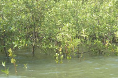 Bangladeş 'teki Cox' s Bazar 'ın gelgit nehrindeki dağınık mangrov ağaçlarının panoramik manzarası. Mavi gökyüzünün altında geniş bir kıyı sulak arazi ekosistemi manzarası.
