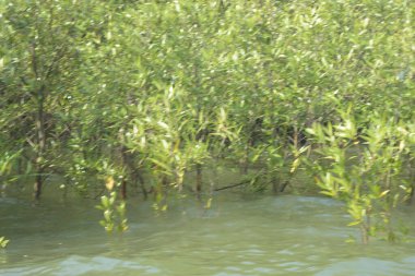 Bangladeş 'teki Cox' s Bazar 'ın gelgit nehrindeki dağınık mangrov ağaçlarının panoramik manzarası. Mavi gökyüzünün altında geniş bir kıyı sulak arazi ekosistemi manzarası.