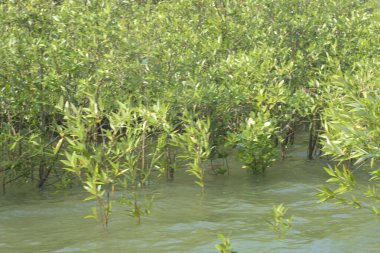 Bangladeş 'teki Cox' s Bazar 'ın gelgit nehrindeki dağınık mangrov ağaçlarının panoramik manzarası. Mavi gökyüzünün altında geniş bir kıyı sulak arazi ekosistemi manzarası.