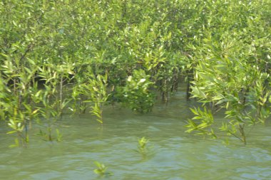 Bangladeş 'teki Cox' s Bazar 'ın gelgit nehrindeki dağınık mangrov ağaçlarının panoramik manzarası. Mavi gökyüzünün altında geniş bir kıyı sulak arazi ekosistemi manzarası.