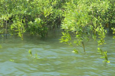 Bangladeş 'teki Cox' s Bazar 'ın gelgit nehrindeki dağınık mangrov ağaçlarının panoramik manzarası. Mavi gökyüzünün altında geniş bir kıyı sulak arazi ekosistemi manzarası.