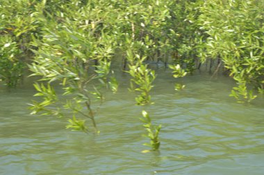 Bangladeş 'teki Cox' s Bazar 'ın gelgit nehrindeki dağınık mangrov ağaçlarının panoramik manzarası. Mavi gökyüzünün altında geniş bir kıyı sulak arazi ekosistemi manzarası.