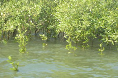 Bangladeş 'teki Cox' s Bazar 'ın gelgit nehrindeki dağınık mangrov ağaçlarının panoramik manzarası. Mavi gökyüzünün altında geniş bir kıyı sulak arazi ekosistemi manzarası.