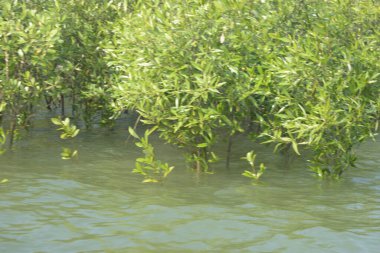 Bangladeş 'teki Cox' s Bazar 'ın gelgit nehrindeki dağınık mangrov ağaçlarının panoramik manzarası. Mavi gökyüzünün altında geniş bir kıyı sulak arazi ekosistemi manzarası.