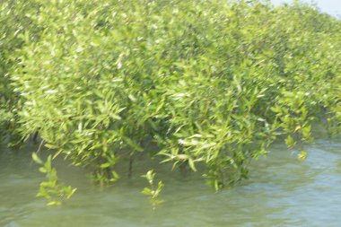 Bangladeş 'teki Cox' s Bazar 'ın gelgit nehrindeki dağınık mangrov ağaçlarının panoramik manzarası. Mavi gökyüzünün altında geniş bir kıyı sulak arazi ekosistemi manzarası.