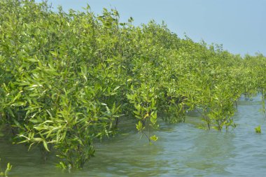 Bangladeş 'teki Cox' s Bazar 'ın gelgit nehrindeki dağınık mangrov ağaçlarının panoramik manzarası. Mavi gökyüzünün altında geniş bir kıyı sulak arazi ekosistemi manzarası.