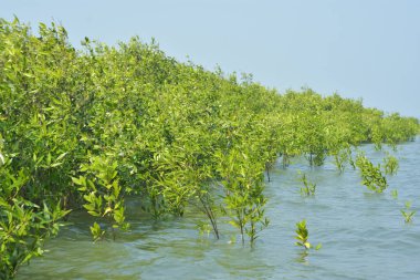 Bangladeş 'teki Cox' s Bazar 'ın gelgit nehrindeki dağınık mangrov ağaçlarının panoramik manzarası. Mavi gökyüzünün altında geniş bir kıyı sulak arazi ekosistemi manzarası.