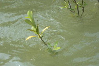 Bangladeş 'teki Cox' s Bazar 'ın gelgit nehrindeki dağınık mangrov ağaçlarının panoramik manzarası. Mavi gökyüzünün altında geniş bir kıyı sulak arazi ekosistemi manzarası.