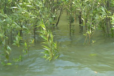 Bangladeş 'teki Cox' s Bazar 'ın gelgit nehrindeki dağınık mangrov ağaçlarının panoramik manzarası. Mavi gökyüzünün altında geniş bir kıyı sulak arazi ekosistemi manzarası.