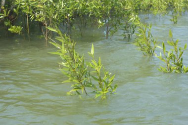 Bangladeş 'teki Cox' s Bazar 'ın gelgit nehrindeki dağınık mangrov ağaçlarının panoramik manzarası. Mavi gökyüzünün altında geniş bir kıyı sulak arazi ekosistemi manzarası.