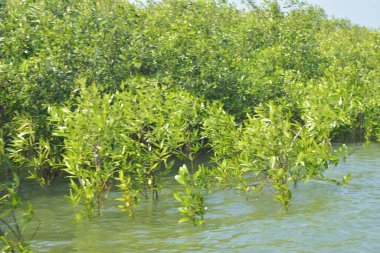 Bangladeş 'teki Cox' s Bazar 'ın gelgit nehrindeki dağınık mangrov ağaçlarının panoramik manzarası. Mavi gökyüzünün altında geniş bir kıyı sulak arazi ekosistemi manzarası.