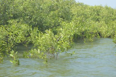 Bangladeş 'teki Cox' s Bazar 'ın gelgit nehrindeki dağınık mangrov ağaçlarının panoramik manzarası. Mavi gökyüzünün altında geniş bir kıyı sulak arazi ekosistemi manzarası.
