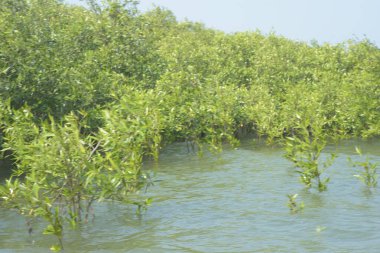 Bangladeş 'teki Cox' s Bazar 'ın gelgit nehrindeki dağınık mangrov ağaçlarının panoramik manzarası. Mavi gökyüzünün altında geniş bir kıyı sulak arazi ekosistemi manzarası.