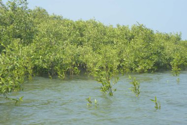 Bangladeş 'teki Cox' s Bazar 'ın gelgit nehrindeki dağınık mangrov ağaçlarının panoramik manzarası. Mavi gökyüzünün altında geniş bir kıyı sulak arazi ekosistemi manzarası.