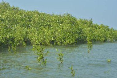 Bangladeş 'teki Cox' s Bazar 'ın gelgit nehrindeki dağınık mangrov ağaçlarının panoramik manzarası. Mavi gökyüzünün altında geniş bir kıyı sulak arazi ekosistemi manzarası.