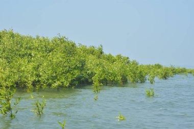 Bangladeş 'teki Cox' s Bazar 'ın gelgit nehrindeki dağınık mangrov ağaçlarının panoramik manzarası. Mavi gökyüzünün altında geniş bir kıyı sulak arazi ekosistemi manzarası.