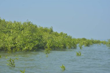 Bangladeş 'teki Cox' s Bazar 'ın gelgit nehrindeki dağınık mangrov ağaçlarının panoramik manzarası. Mavi gökyüzünün altında geniş bir kıyı sulak arazi ekosistemi manzarası.