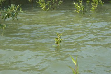 Bangladeş 'teki Cox' s Bazar 'ın gelgit nehrindeki dağınık mangrov ağaçlarının panoramik manzarası. Mavi gökyüzünün altında geniş bir kıyı sulak arazi ekosistemi manzarası.