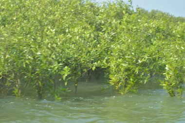 Bangladeş, Cox 's Bazar' da sular yükseldiğinde Bakkhali Nehri 'nden yükselen mangrov ağacı gövdeleri. Suya batmış orman yapısı ve gelgit suyuna yakından bakın..