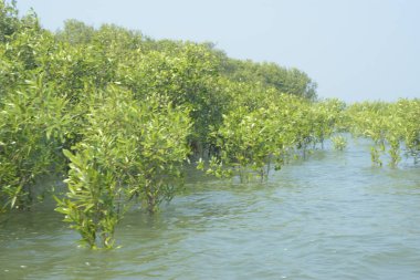 Cox 's Bazar, Bangladeş' te sular yükseldiğinde nehrin ortasındaki sualtı mangrov ağaçları. Açık deniz sulak arazisi sele dayanıklılığı gösteriyor..